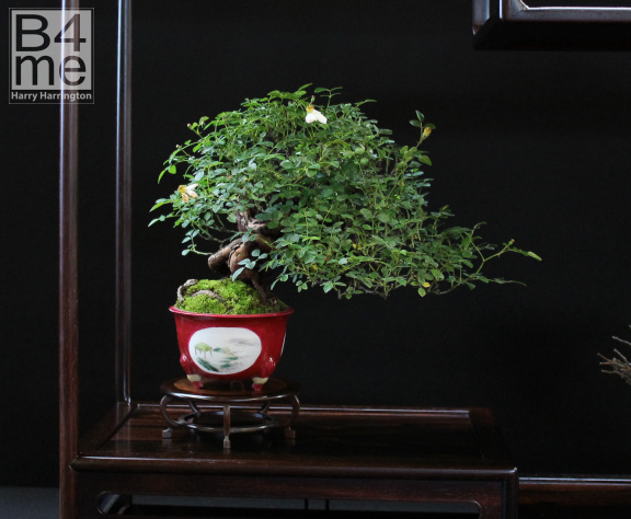 rose bonsai